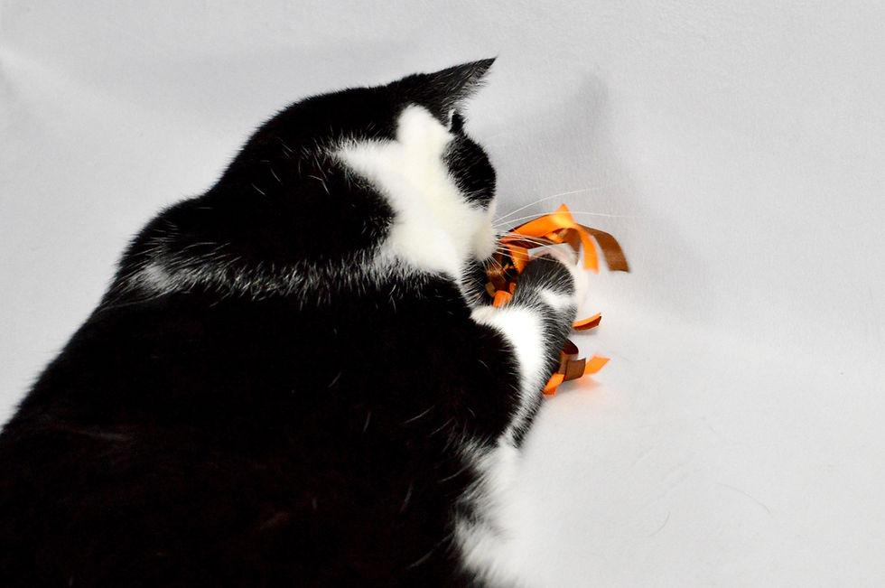 Thumbnail: Crinkle Fish - Cat Teaser Toy: Clearance - Final Sale