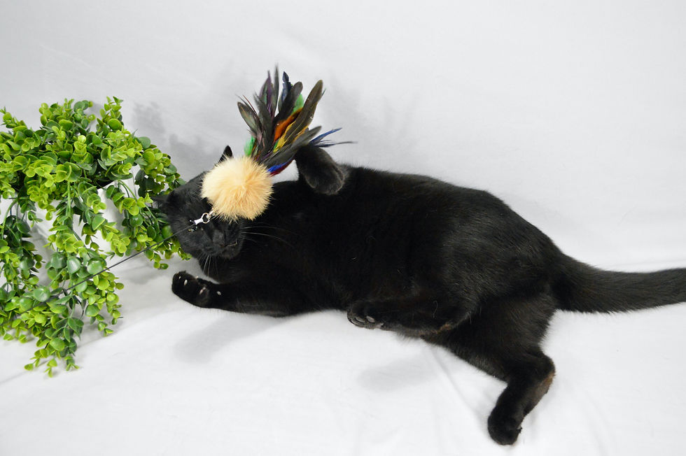 Thumbnail: Pom Pom And Feathers - Rabbit Fur Teaser Cat Toy (Wholesale)