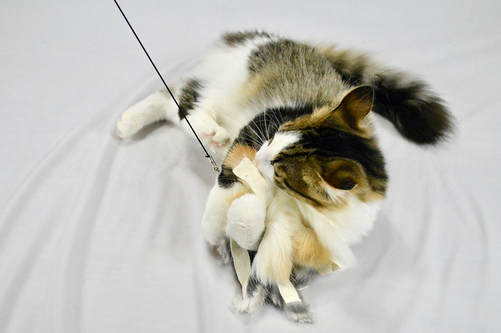 Thumbnail: Rabbit Fur Strips - Cat Teaser Toy