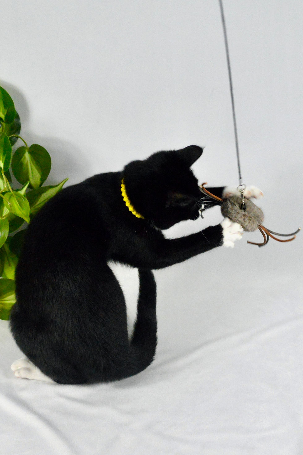 Thumbnail: Deer Hide Spider - Teaser Cat Toy
