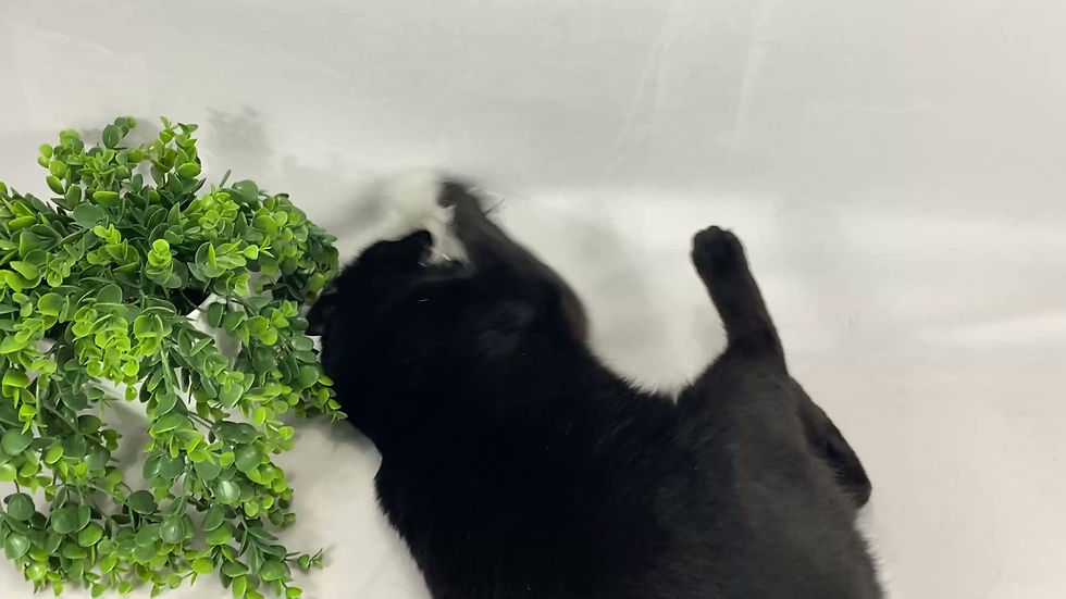 Thumbnail: Ultimate Catnip Fox Toss Toy - Fox Fur Toss Toy