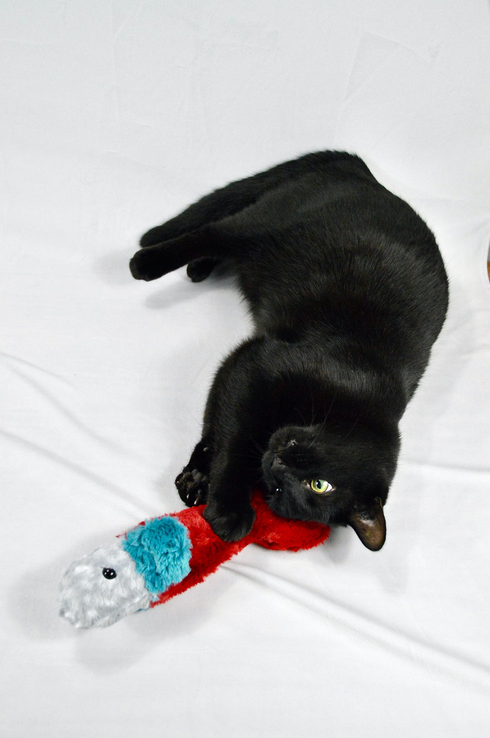 Thumbnail: Colour Block Catnip Fish - Minky Kicker Pillow