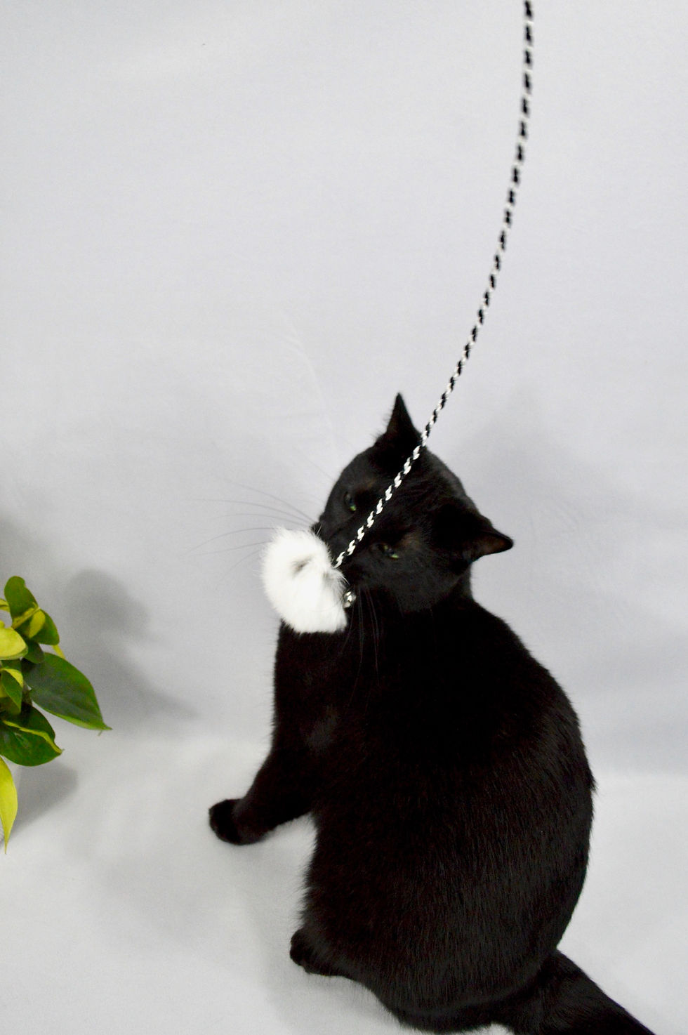 Cat Playing With Rabbit Fur Cat Toy Pom Pom