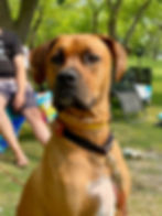 Dog Wearing Dog Tag Silencer