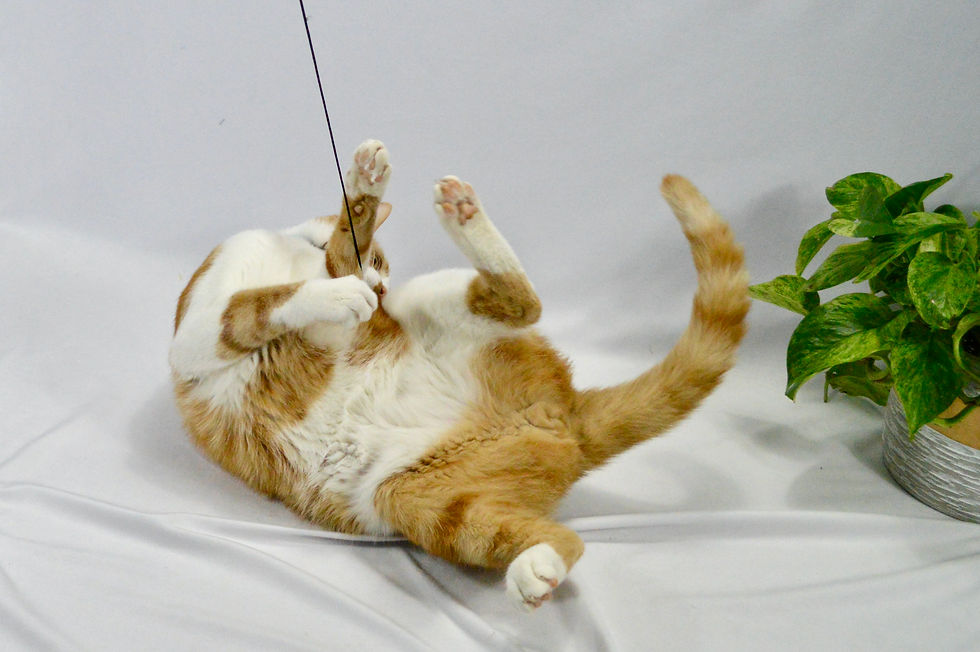 Thumbnail: Mouse Cat Toy - Rabbit Fur Teaser Toy