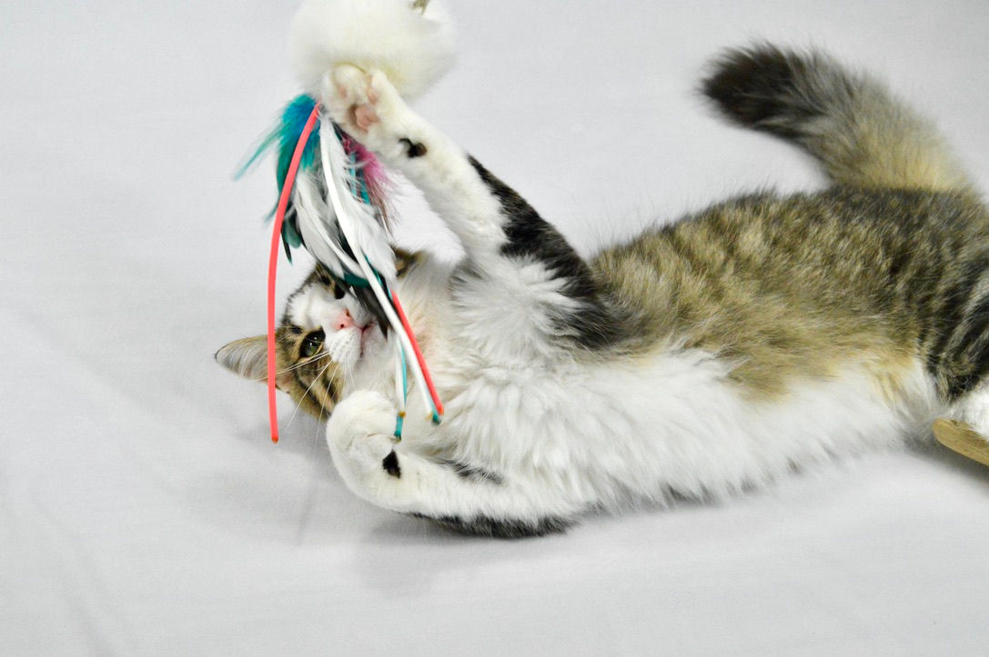cat toy subscription