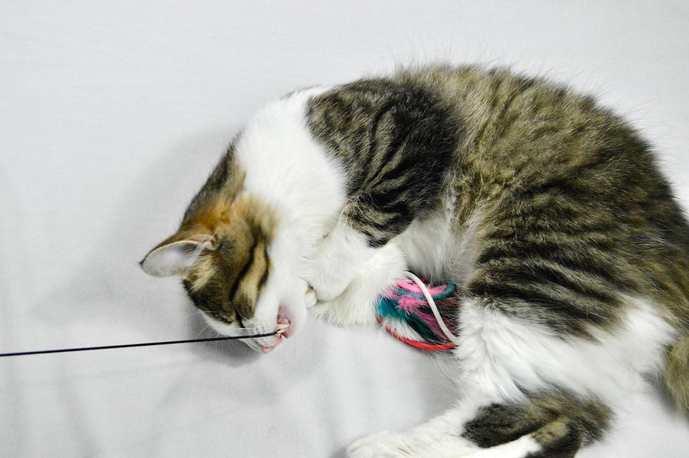 Thumbnail: PRIDE - Pom Pom With Feathers and Paracord: LGBTQ+ Rabbit Fur Cat Teaser Toy