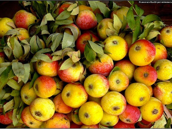 Thumbnail: ponkiolini sidro di mele