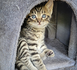 Pickles kitten.jpg