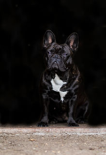 Hund,_størrelse_30x40.jpg