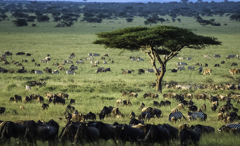 Wilderness Usawa Serengeti_9.jpg