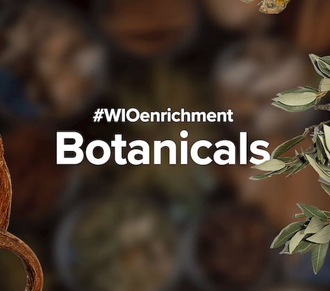 Discover the Wonders of WIO’s Enrichment Pods: Nature’s Touch for Aquariums