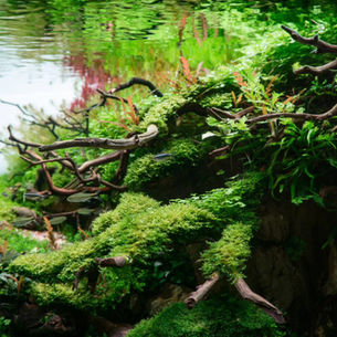 Viridescent Harmony: A Living Forest scape with WIO Materials