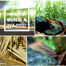 Reimagining Nature: Creating a Rice Paddy Aquarium with WIO