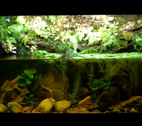 Epic Paludarium the Easy Way with WIO Products