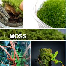 From Moss to Living Art: Exploring the Power of Natural Moss in Construction and Design with WIO 🌿