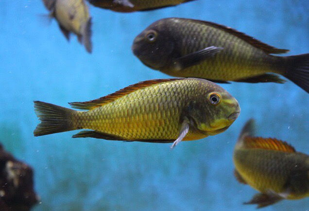 Thumbnail: Tropheus Golden Kazumba