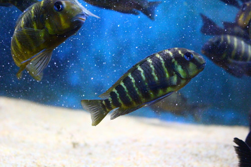 Tropheus Mpimbwe Yellow Cheek Coopscichlids