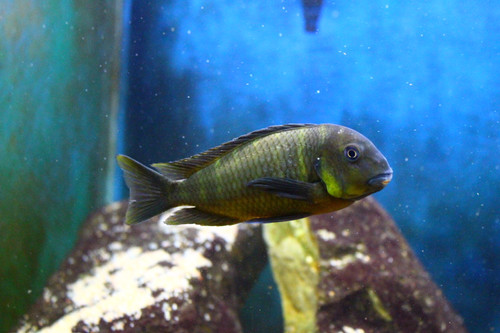 Tropheus Mpimbwe Yellow Cheek Coopscichlids