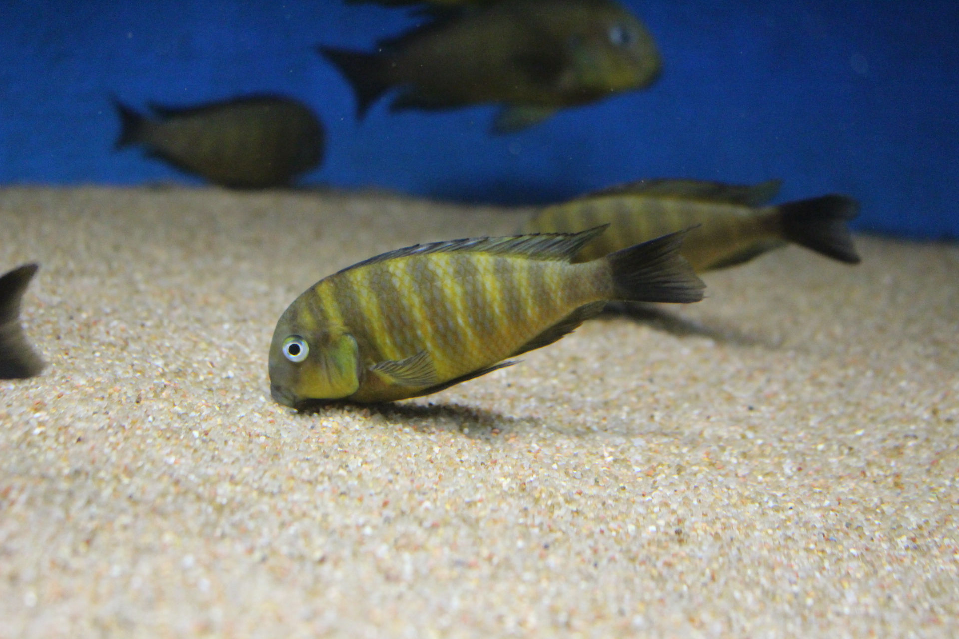 Tropheus brichardi Mtosi (Namansi Fiery Fry)