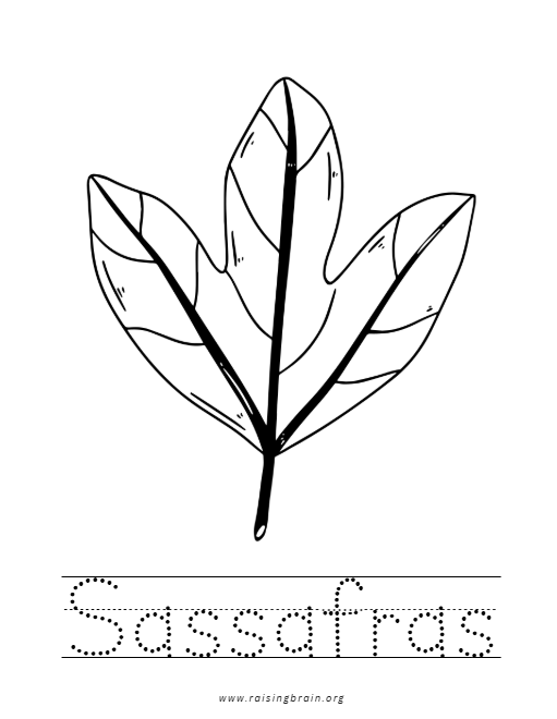 Thumbnail: Northern Virginia Leaf Identification Activity Book