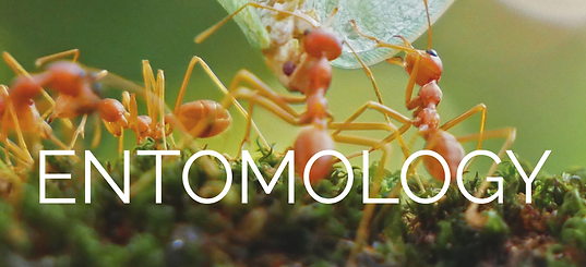 Entomology Unit Study Raising Brain Microschool.png