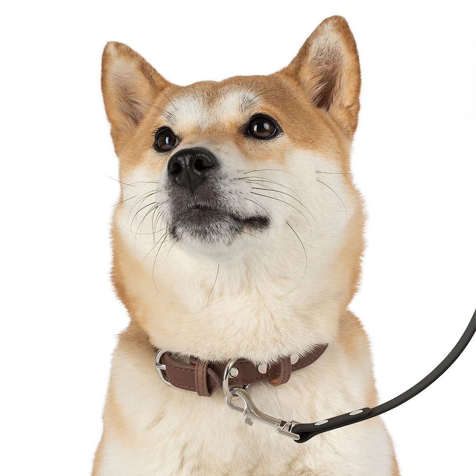 Thumbnail: Life is Sweet Leash