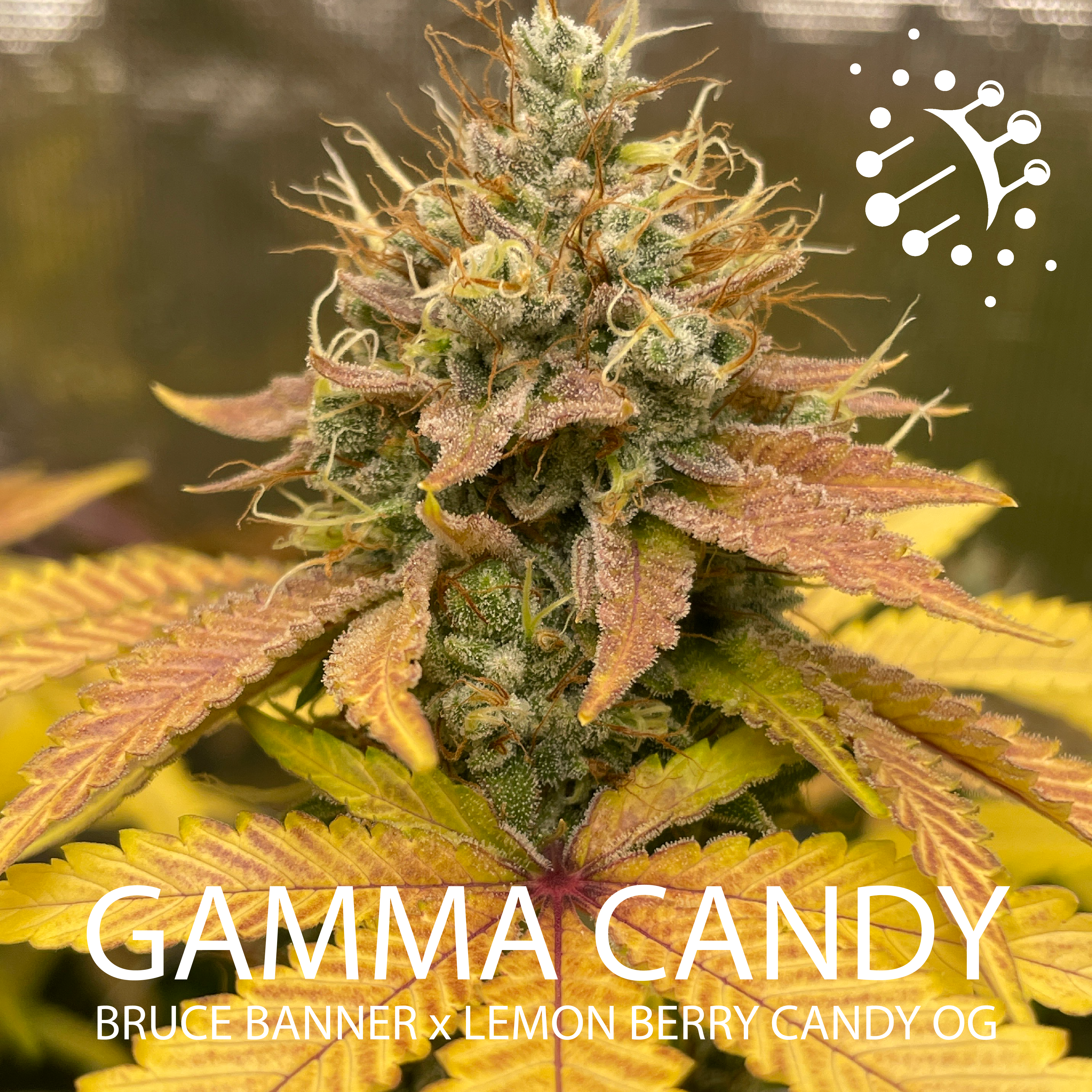 Gamma Candy - F2 (12 regular seeds)
