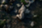 1_Alessandro Pugno.jpg