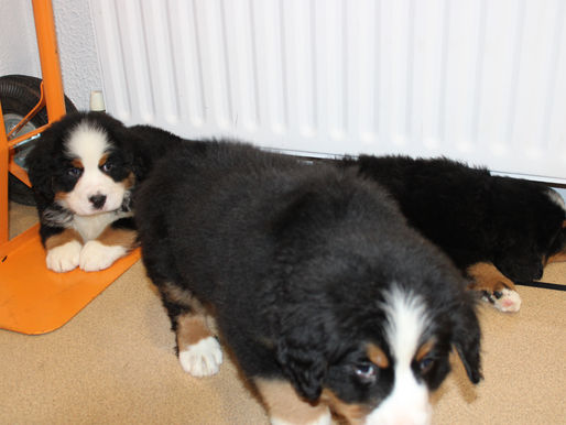 Little furry visitors visited our school today!
