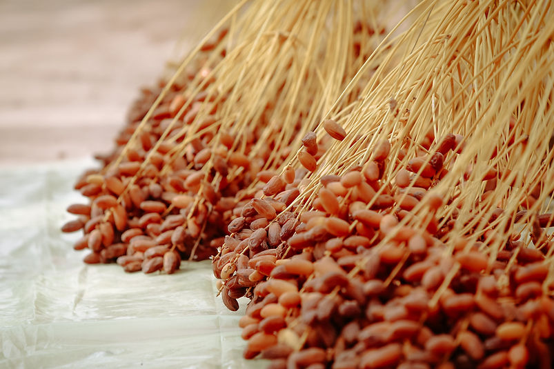 Régimes de dattes Deglet Nour soigneusement récoltées, symbolisant la qualité et l’authenticité algérienne.