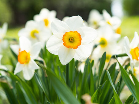 Gardening in March: Awakening Growth & Renewing Energy