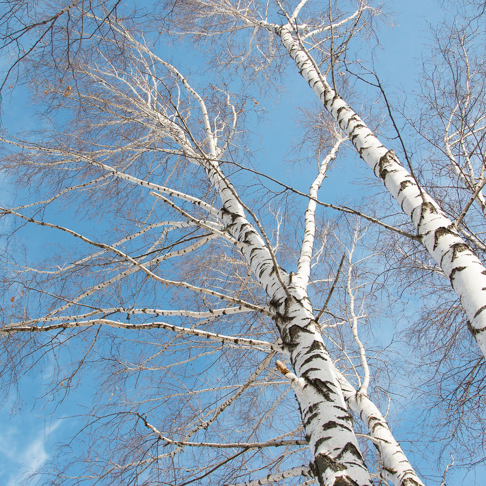 White birch trees on blue sky