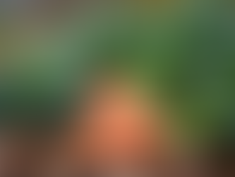 Gardening in November: Sustainable Steps for a Restful Season