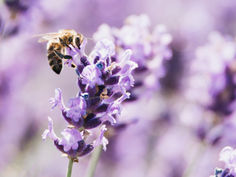 Bee on lavender