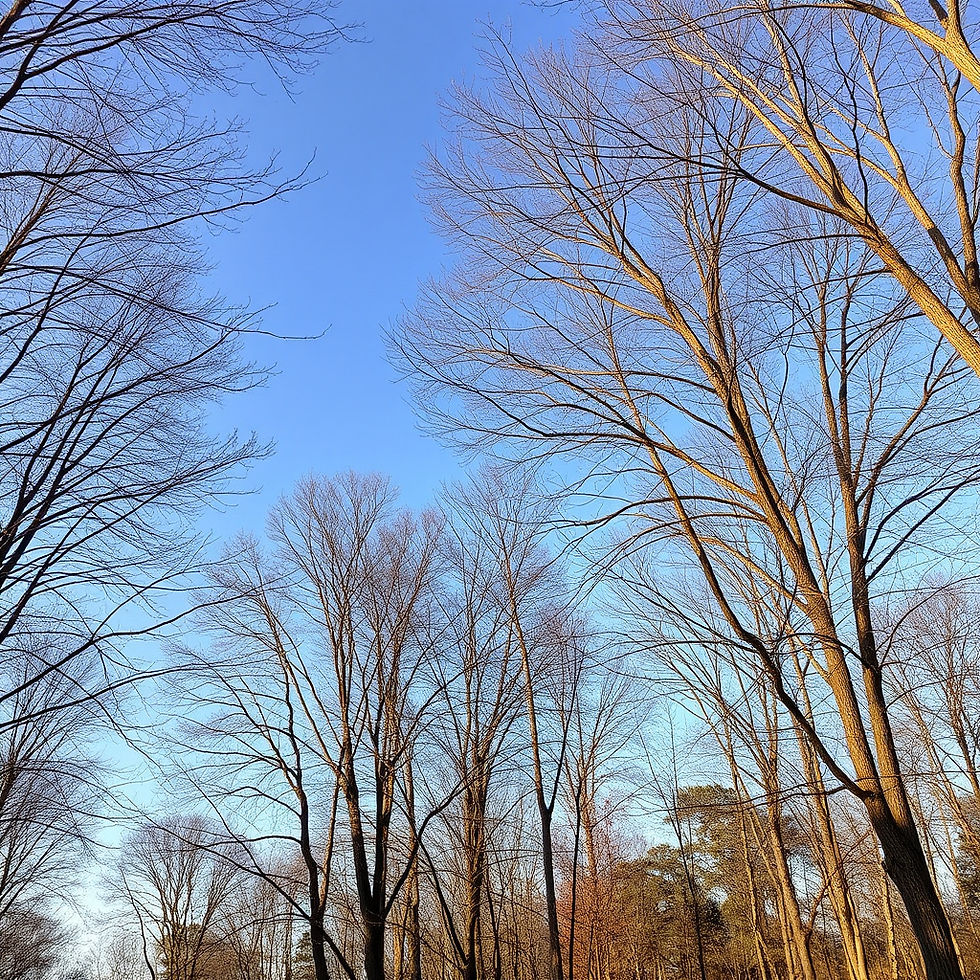 Bare trees reach towards a clear blue November sky, showcasing the serene beauty of the cold season.