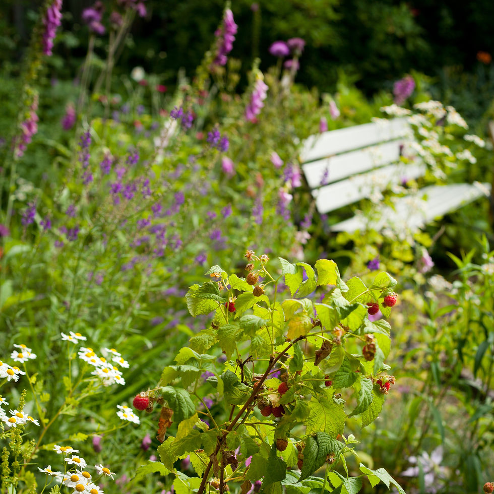Garden bench surrounded by summer planting.