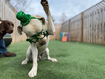 PawsCienda's Doggie DayCamp AMEN