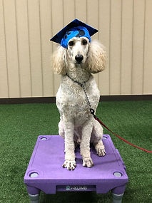 Raph Dog Training in Virginia