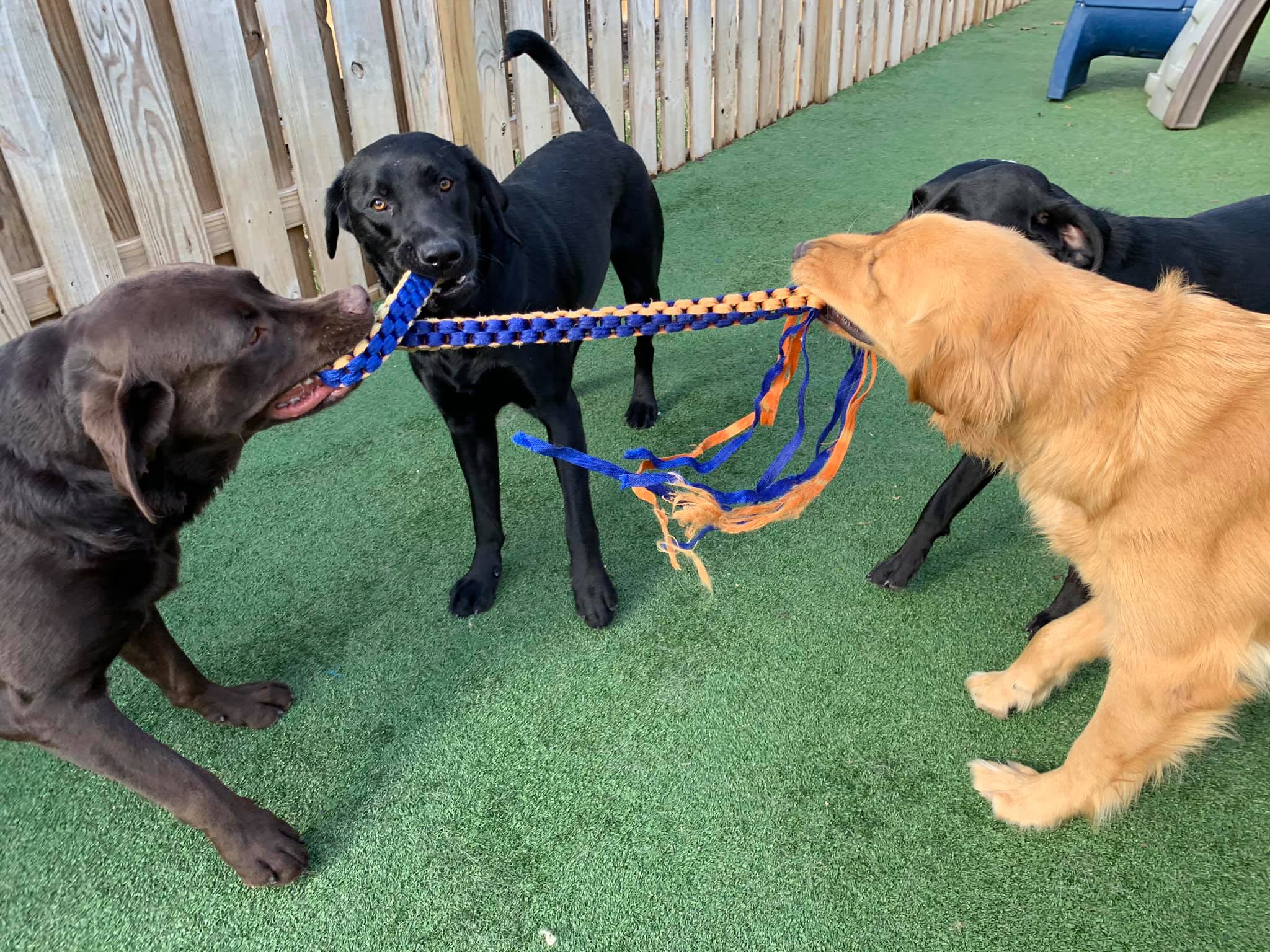 Dog Boarding & Training in Richmond VA PawsCienda