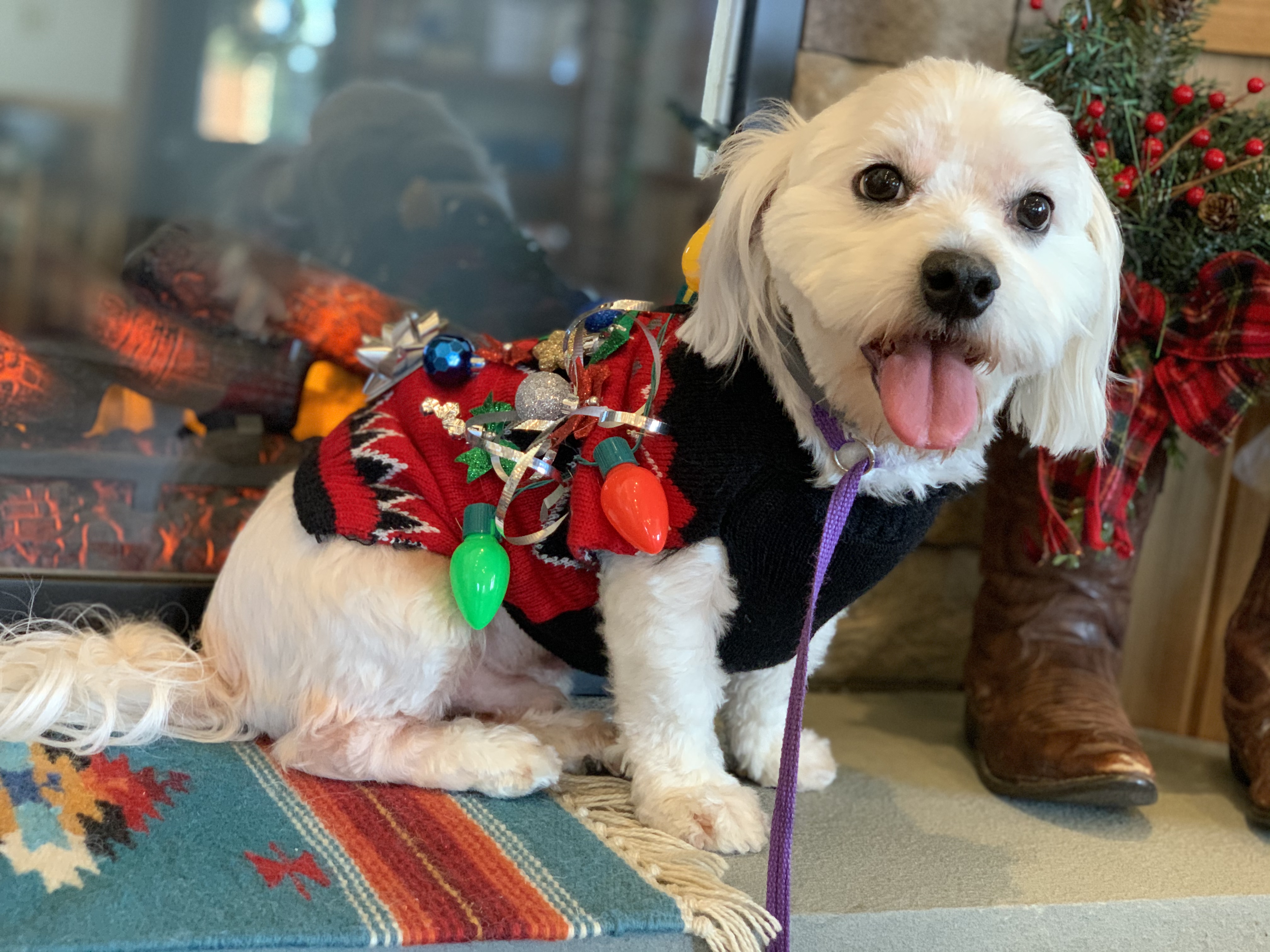 My Christmas Sweather at the PawsCienda Pet Resort in Virginia