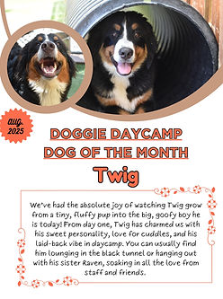 Brown and White Modern Dog Walker Flyer-6.jpg