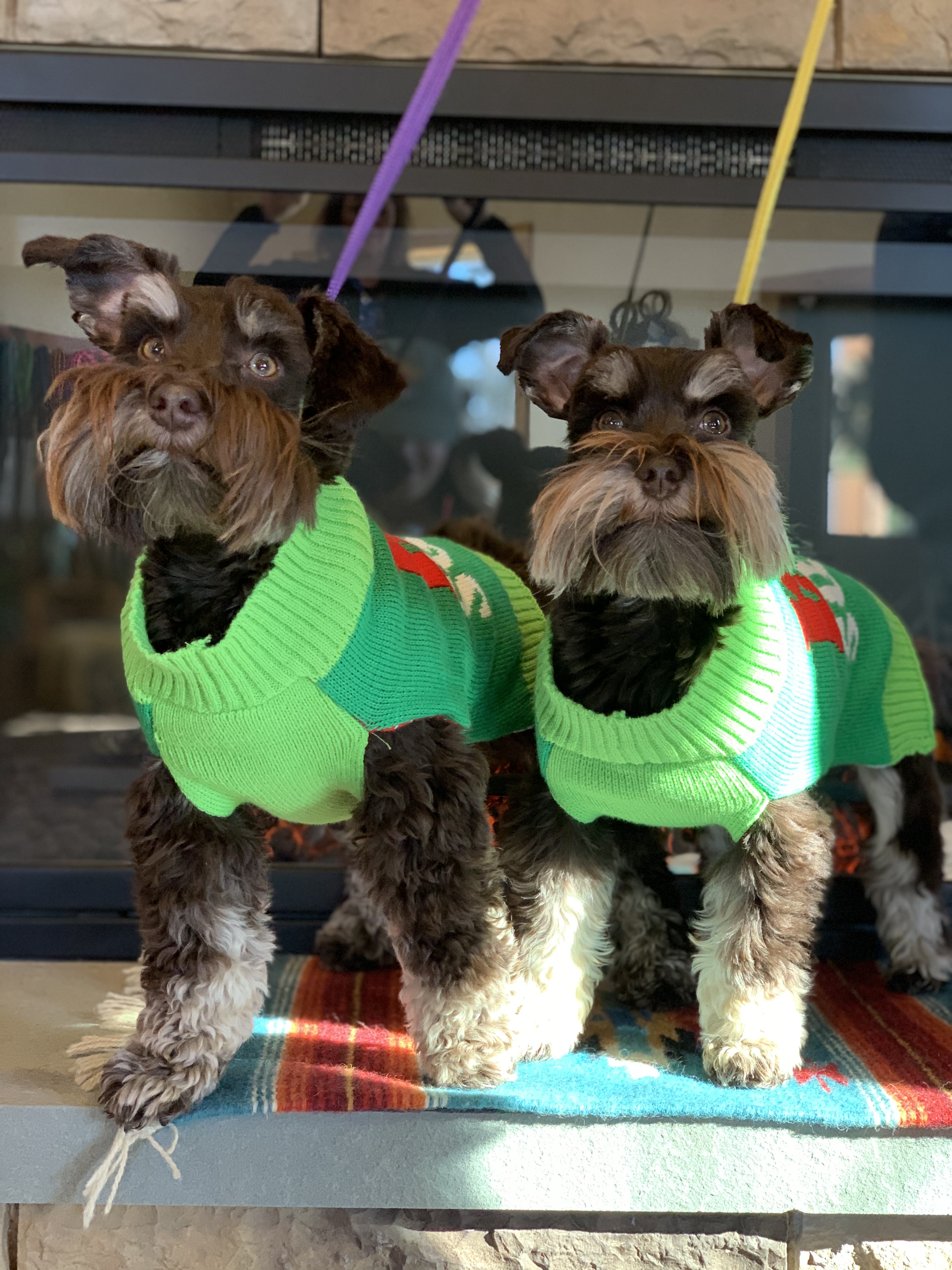 Christmas Cuties at the PawsCienda Pet Resort in Montpelier Virginia