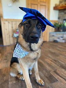 Gimli Dog Training in Richmond Virginia