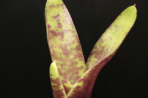 ネオレゲリア 'ブルーベリー マフィン'｜20 Neoregelia 'Blueberry