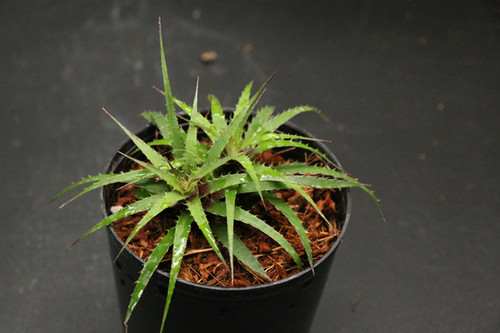 ロカウツキア ミクログラジオウイ｜227 Rokautskyia microglazioui