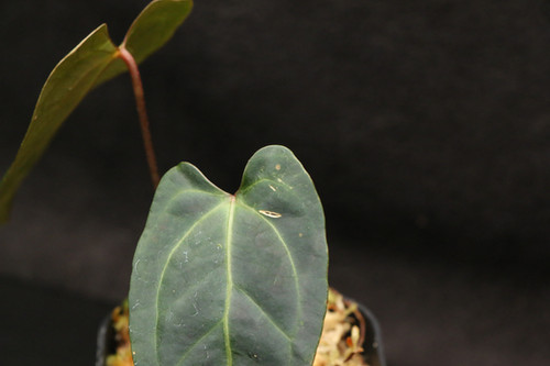 アンスリウム sp. 39 x ベッセアエ｜Anthurium sp. 39 x besseae