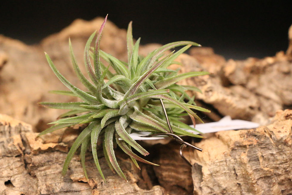 サムネイル： イオナンタ ’ファイアクラッカー’｜ionantha 'Firecracker'