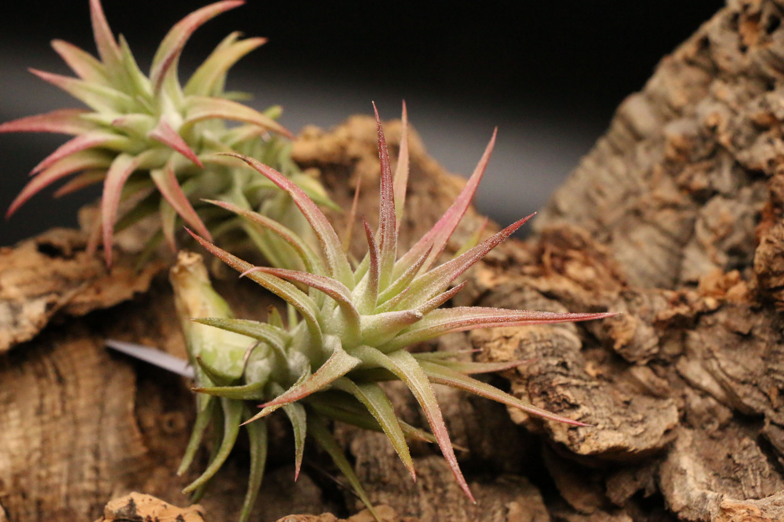 ヴァンハイニンギー｜vanhyningii