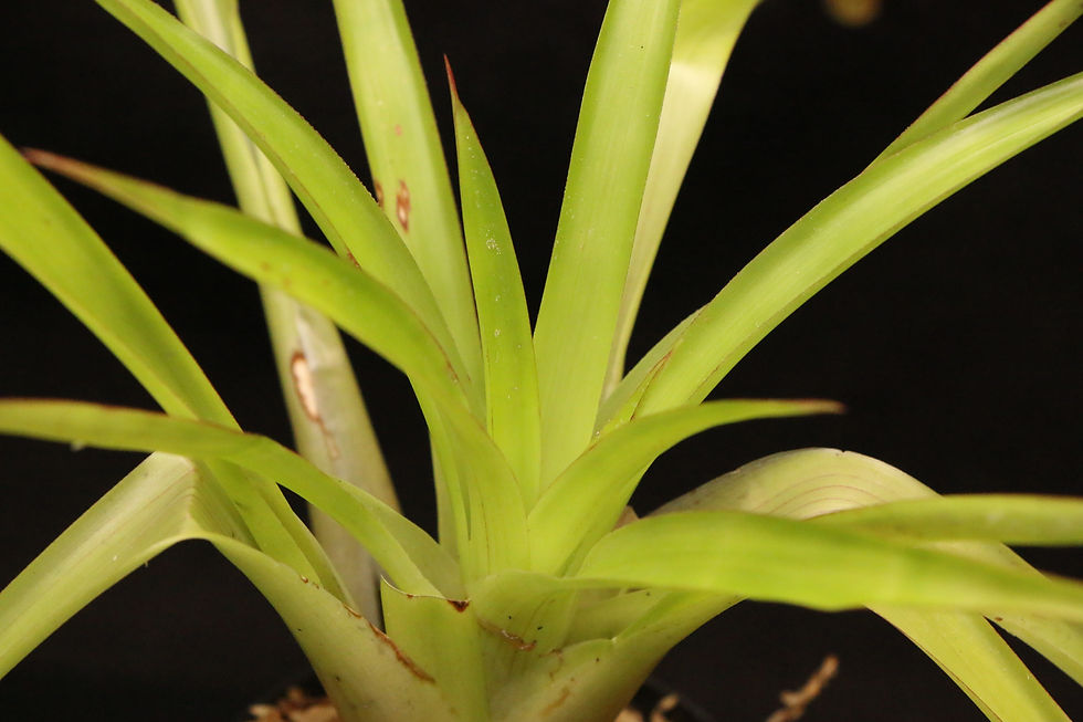Thumbnail: グズマニア リングラータ｜Guzmania lingulata